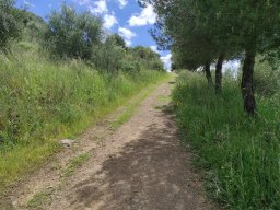 Flora del Cerro Masatrigo